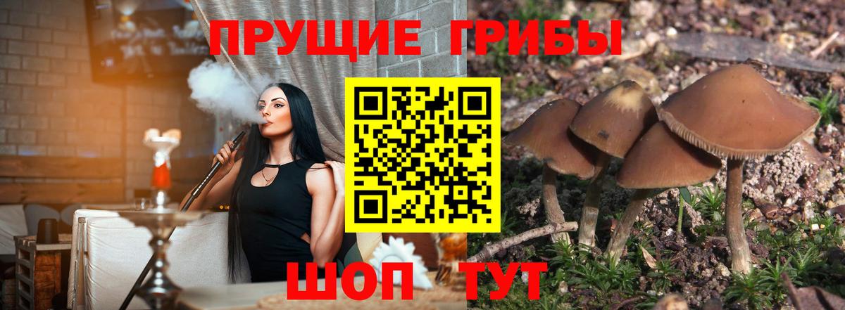 Березники  Псилоцибиновые грибы Psilocybe  Вход с VPN 